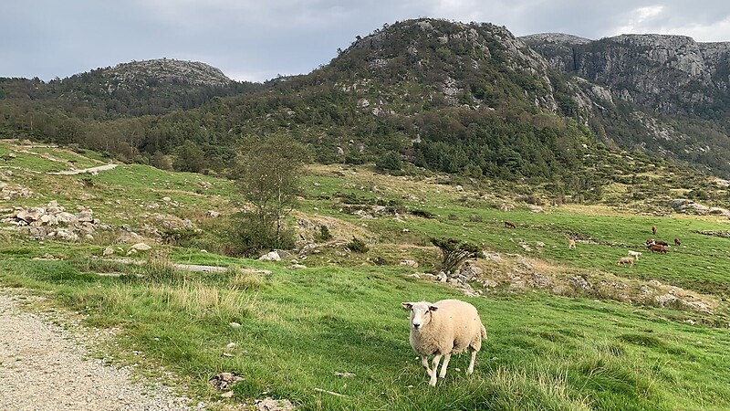 Karte