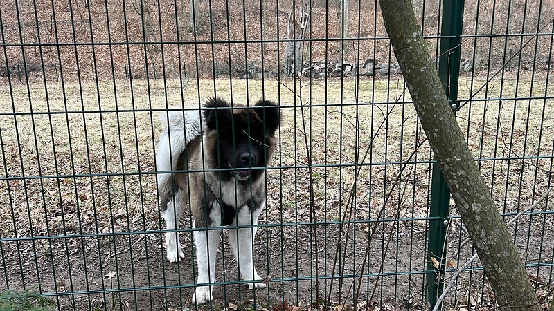 Karte