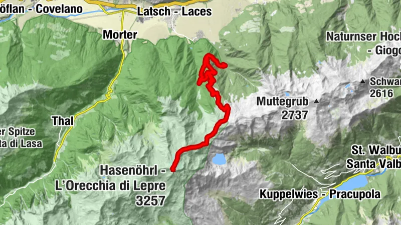 Hasenöhrl